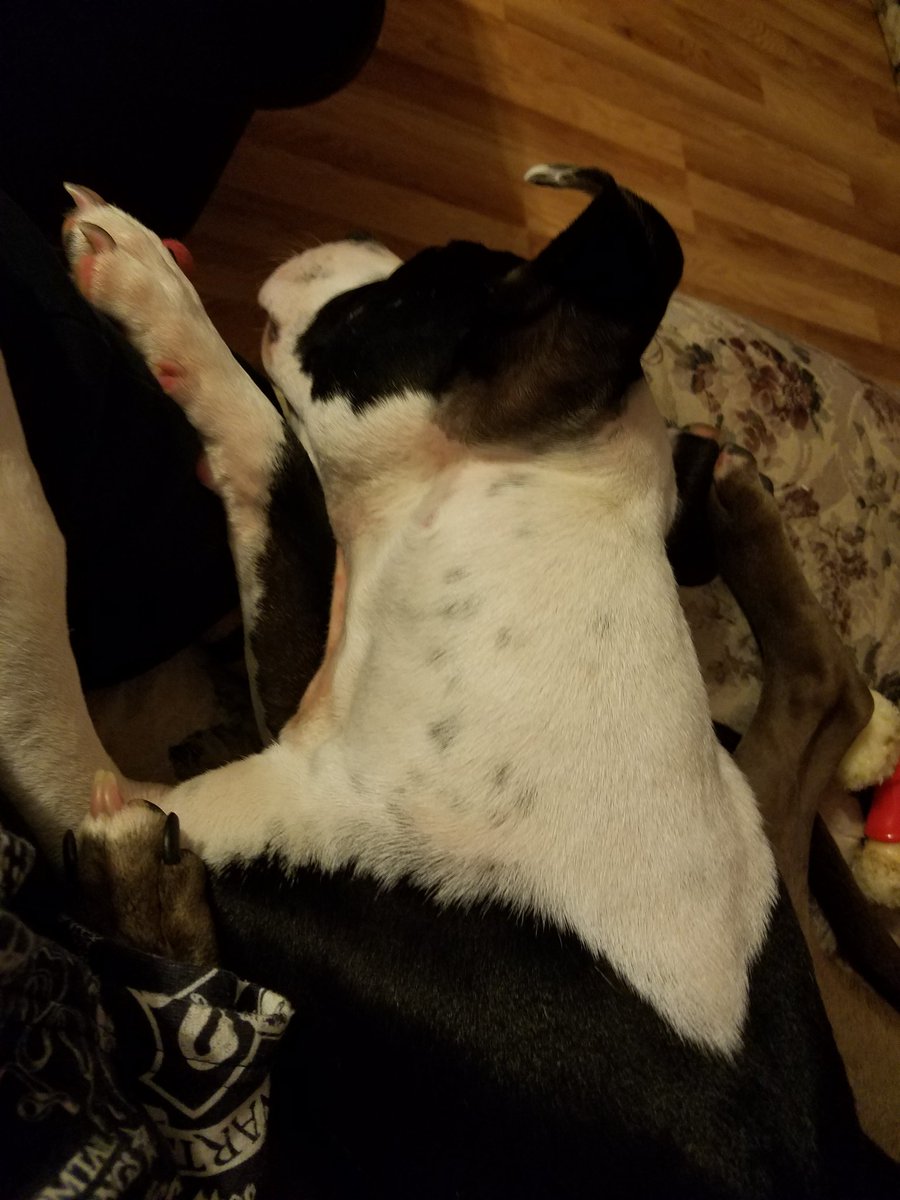 k8bartholomew's tweet photo. Snuggles with my baby. You can't see her sister in the picture, but her collar is off, too. #collarsoffforrocco #resteasy #dogsoftwitter https://t.co/xCx6kpH2LW
