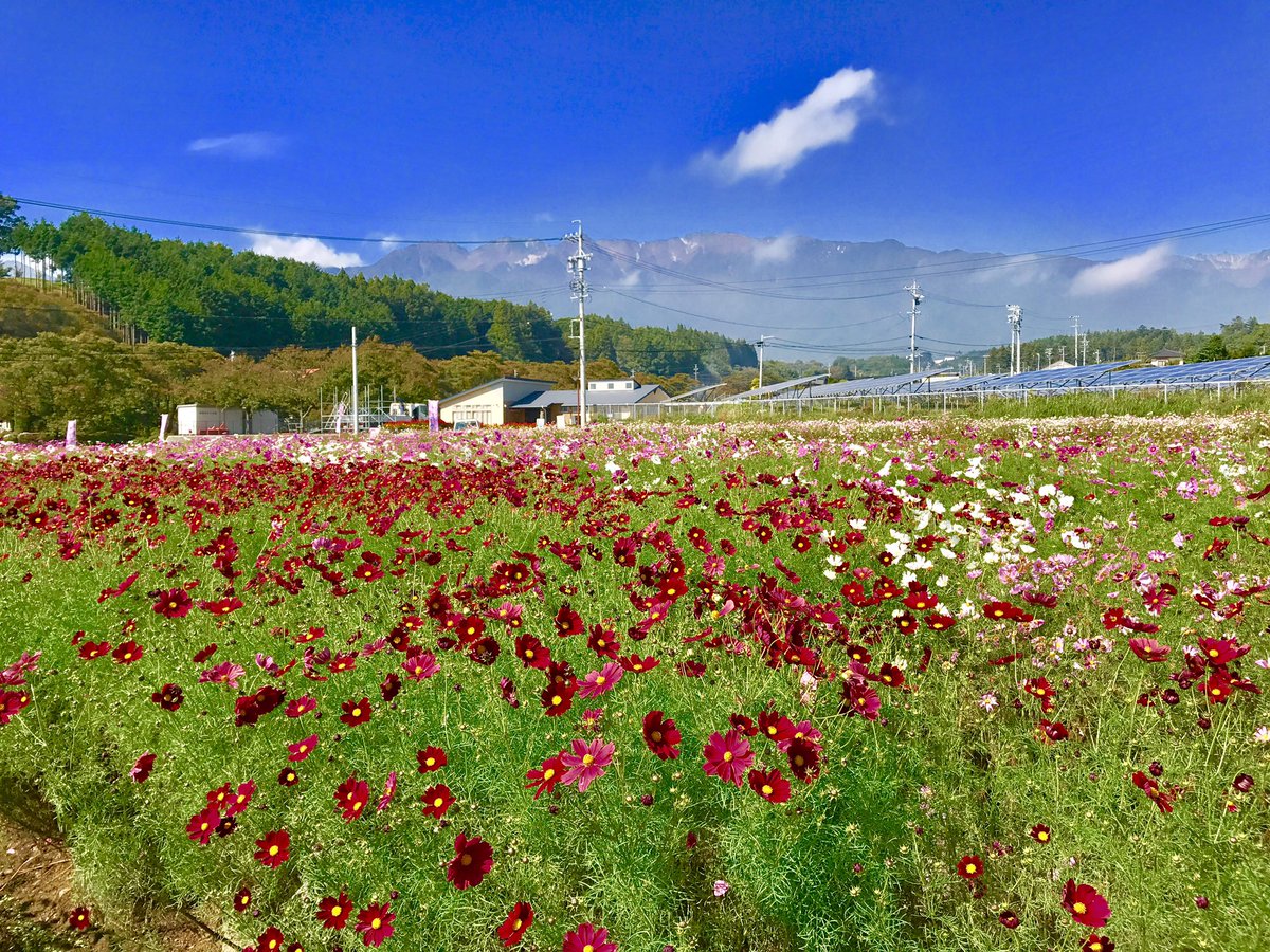 komaganePR's tweet photo. 長野県南信州駒ヶ根市のお隣、飯島町道の駅田切の里周辺のコスモスがほぼ見頃に！ピンク白赤など彩り鮮やかな秋桜の群生から望む紅葉に色を染めはじめた中央アルプスは絶景！
飯島町秋桜(コスモス)まつりは今週末１０月１４日（土）、１５日（日）に『道の駅田切の里』周辺で開催 https://t.co/aIJA57MRJs