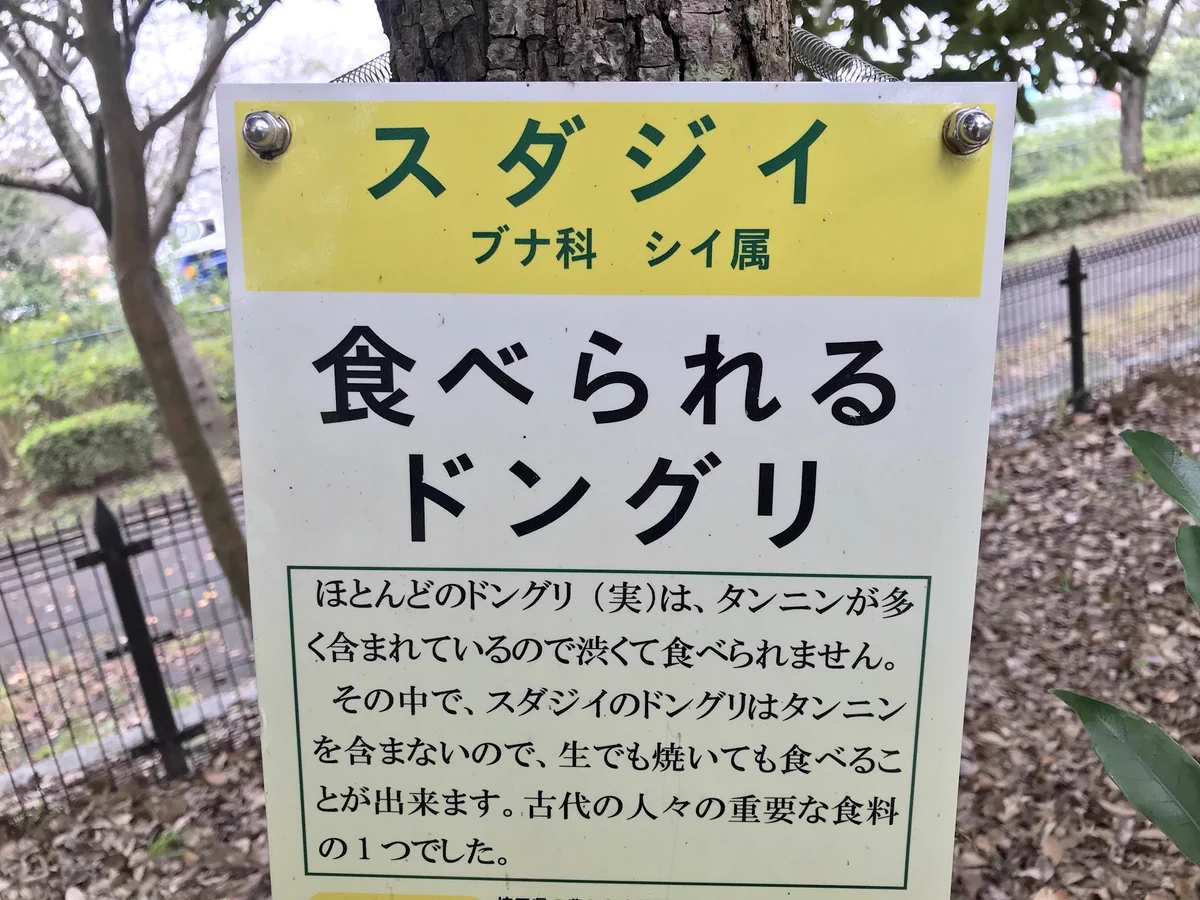 生で食べられるドングリがおいしすぎる！！その名も『スダジイ』！！