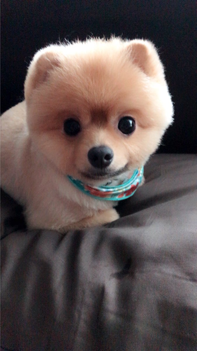 O Xrhsths 如月静香 Sto Twitter Tedトリミングしたょぉ Ted テッド トリミング カット 芝カット ポメラニアン Pomeranian 芝犬 男の子 雄 太り気味 オレンジ クリクリお目目 犬 Dog Doglover 愛犬 Mydog T Co Vpijsdxqnj O Xrhsths 如月静香 Sto Twitter Tedトリミングしたょぉ Ted テッド トリミング カット 芝カット ポメラニアン Pomeranian 芝犬 男の子 雄 太り気味 オレンジ クリクリお目目 犬 Dog Doglover 愛犬 Mydog T Co Vpijsdxqnj