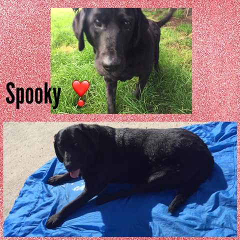 hannahcass's tweet photo. Miss you my beautiful furbaby. #rainbowbridge #loveyoualways #furbaby #ripspooky https://t.co/lngoc3b3le