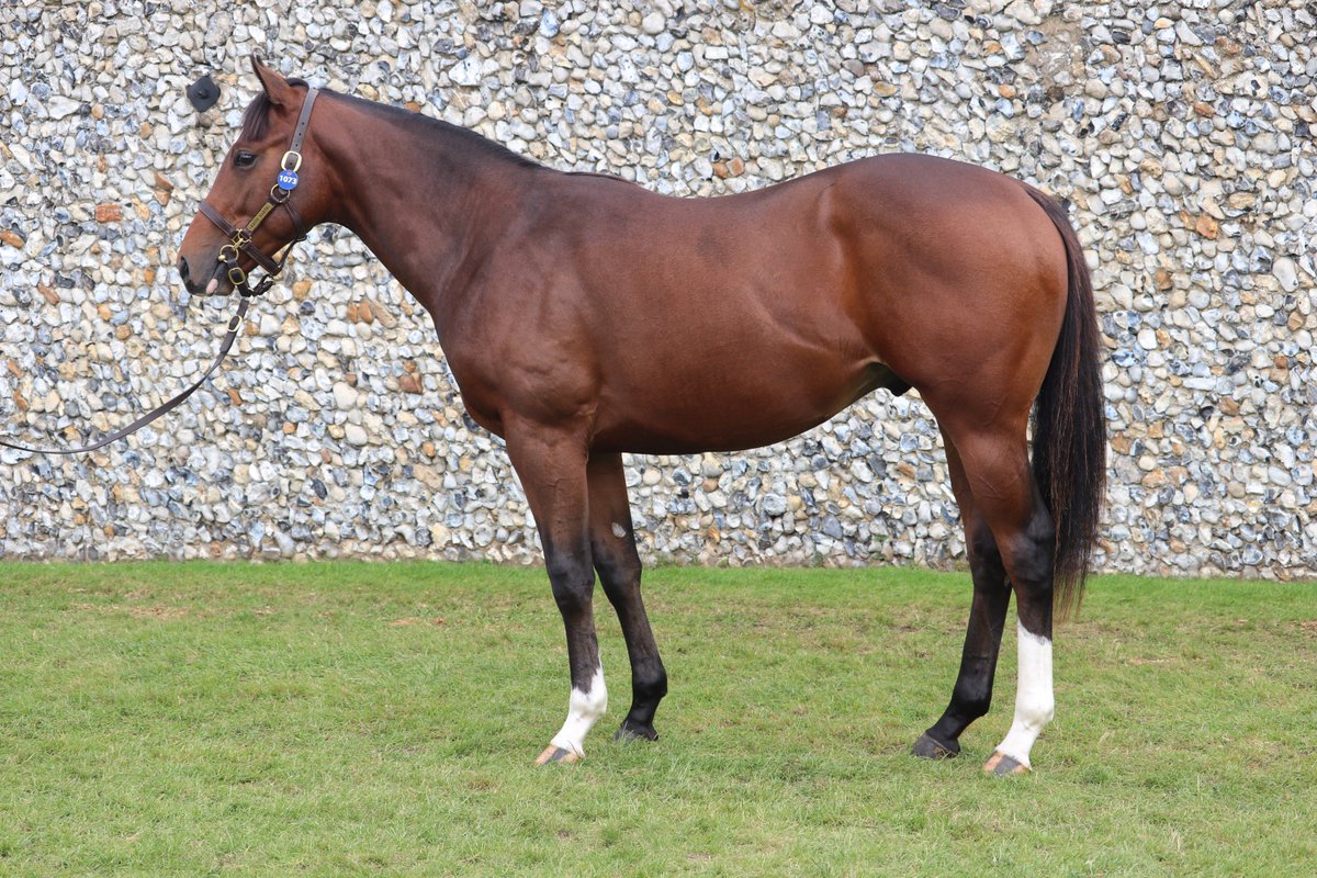 theTDN's tweet photo. It's the last day of Book 2 @Tattersalls1766. Lot 1073 is a colt by @RathbarryStud Acclamation from @eileen_harte, he sells this morning. https://t.co/Mt3aIX7Ld8
