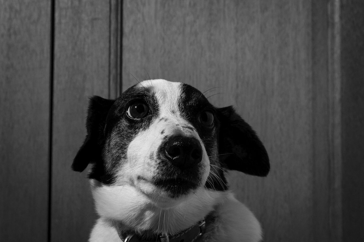 chris_sinfield's tweet photo. Did someone call me!?
#dogsoftwitter #jackrussell #portraitphotography 
https://t.co/va0SlnyVoy https://t.co/VkcWQjRRnn