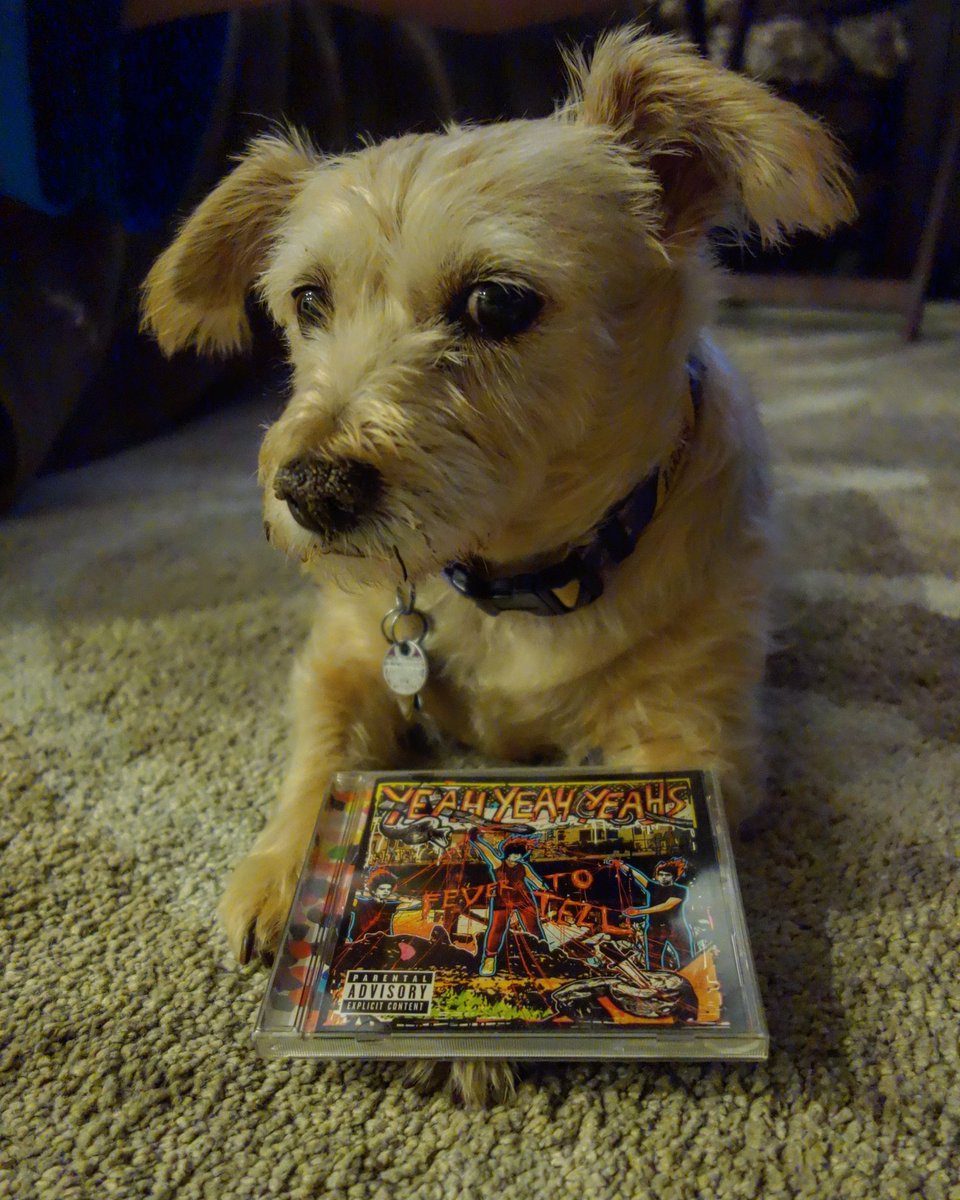 borsche28's tweet photo. .@YYYs my dog Punky loves the album but hates Ticks Ticks Ticks Ticks Ticks Ticks Ticks Ticks Ticks  #FevertoTail #yyys #fevertotell https://t.co/2Ayse5BoeL
