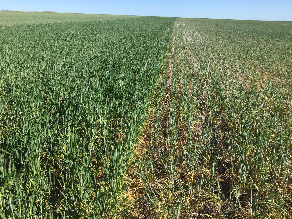 Spectacular deep rip effect on Coorow sands mid September pics........GSR <60mm’s soil completely dry, crop dying non ripped