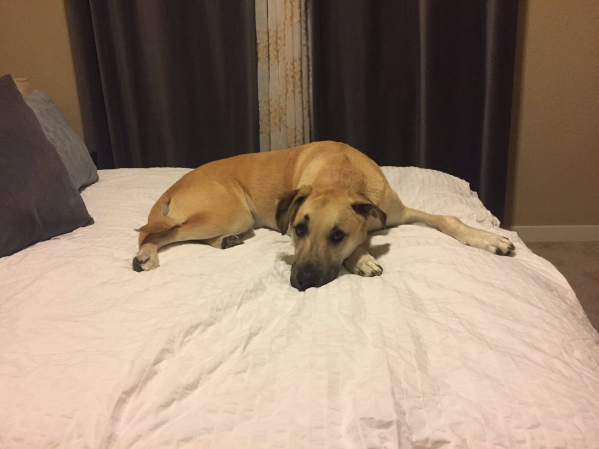 Bear_able15's tweet photo. Rough life for a pup 😜 #doglife #spoiled #bedhog #cuddles #lover https://t.co/60JdxRKGg6