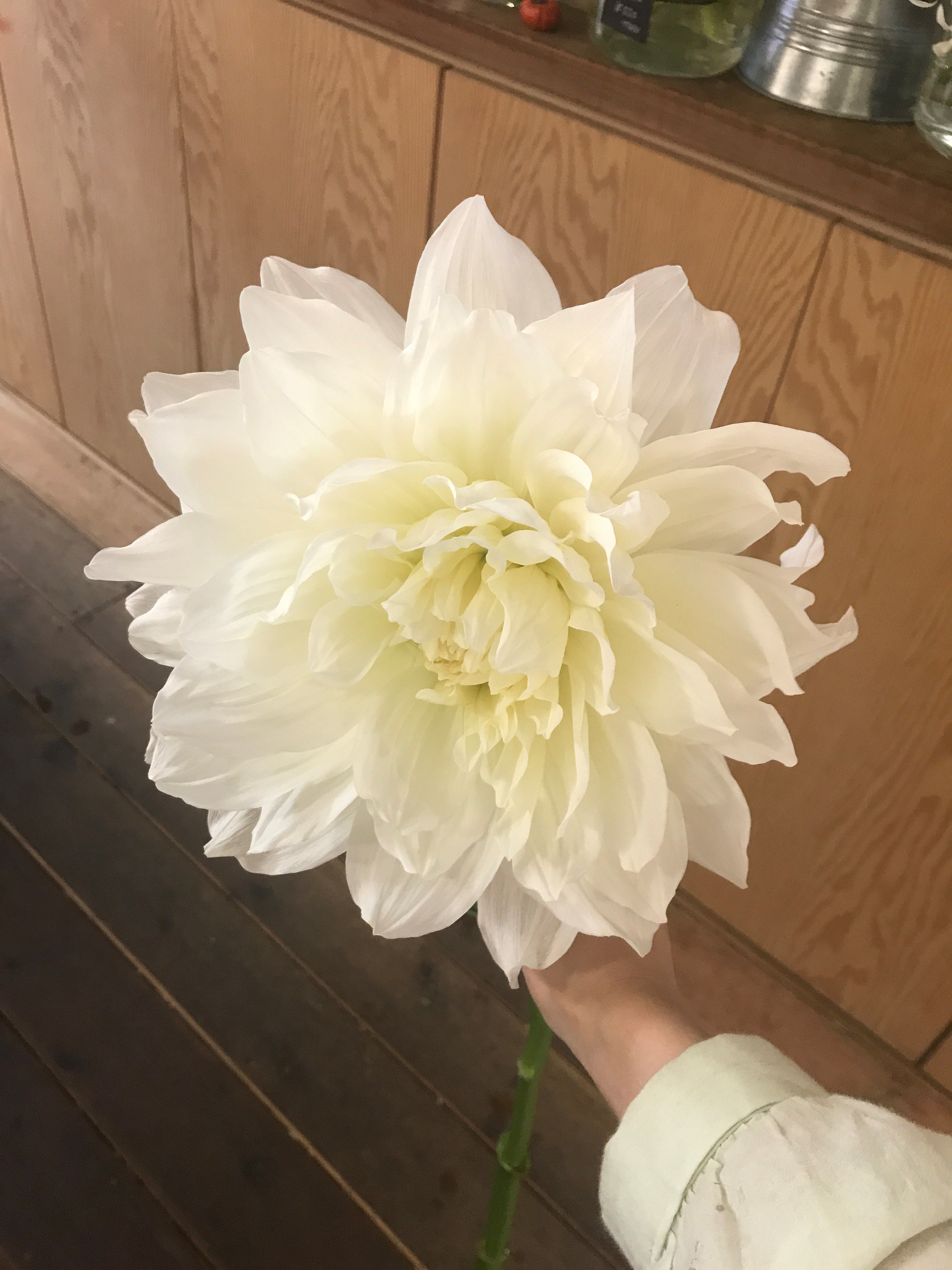 Noir Et Blanc 本日のおすすめ切り花 今の時期はやはり旬のダリアが人気ですが 本日入荷の白いダリア マルコムズホワイト は とっても大きな輪が魅力的 存在感のある一本です その他にもダリア入荷しております ぜひご来店ください D T Co