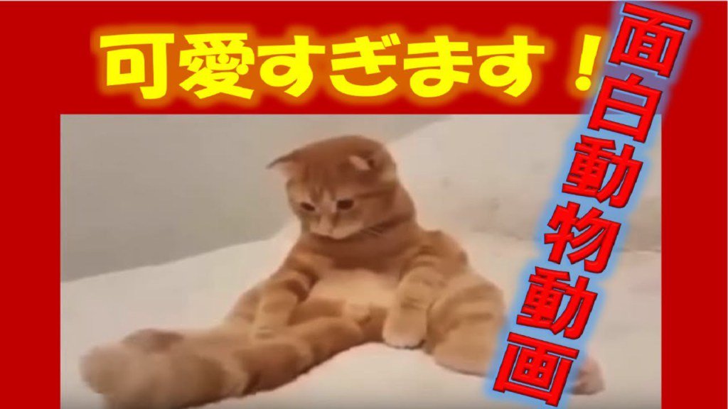 楽夫 犬猫おもしろ動画 かわいい 仲良し 面白動物 海外映像 人に知らせたい 感動 Ch T Co 9cpk56g4kv T Co Kipkyfqa2x Twitter 楽夫 犬猫おもしろ動画 かわいい 仲良し 面白動物 海外映像 人に知らせたい 感動 Ch T Co 9cpk56g4kv T Co Kipkyfqa2x Twitter