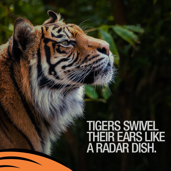 Save Our Tigers tweet media