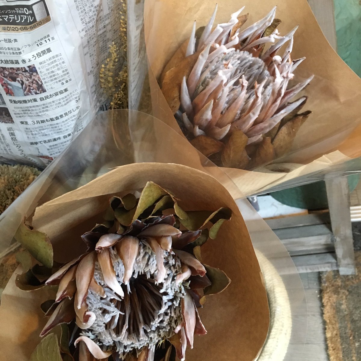 Tricoter トリコテ 大ぶりドライフラワー O キングプロテア お買い得の800円 税 奈良市 Tricoter