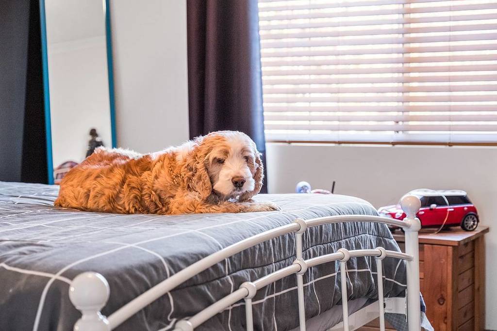 antzpantz's tweet photo. The most realistic Teddy bear I've encountered aka Lucy
#dogsofrealestate #tw https://t.co/nwPa2BSZjX