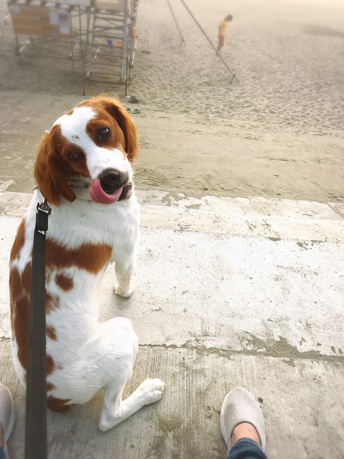 Ongr 昨日 茨城県鹿嶋市で飼い犬が脱走してしまいました どなたか見かけた方がいらしたら連絡ください お願いいたします 犬種 ブリタニースパニエル 大きさ 17キロの中型 細め 毛並み 白にオレンジ ウェーブ気味の毛質 断尾されてるので 親指ほどの