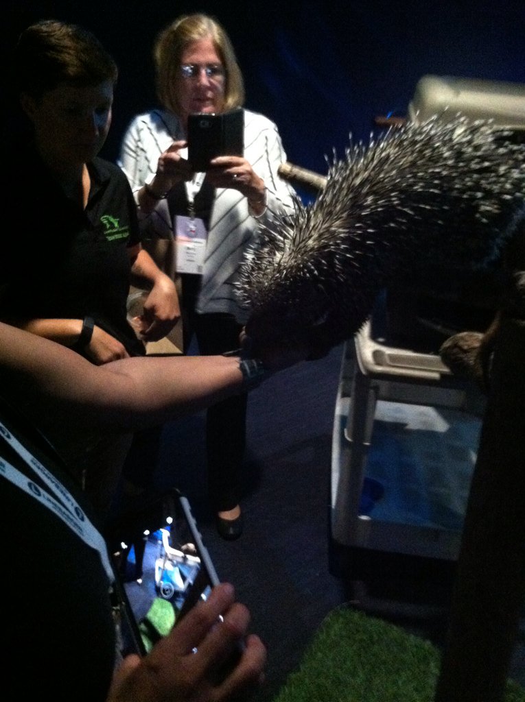 kngsport's tweet image. My employee was feeding a porcupine!!!! Have no clue who lady in back is 😂 #funshit