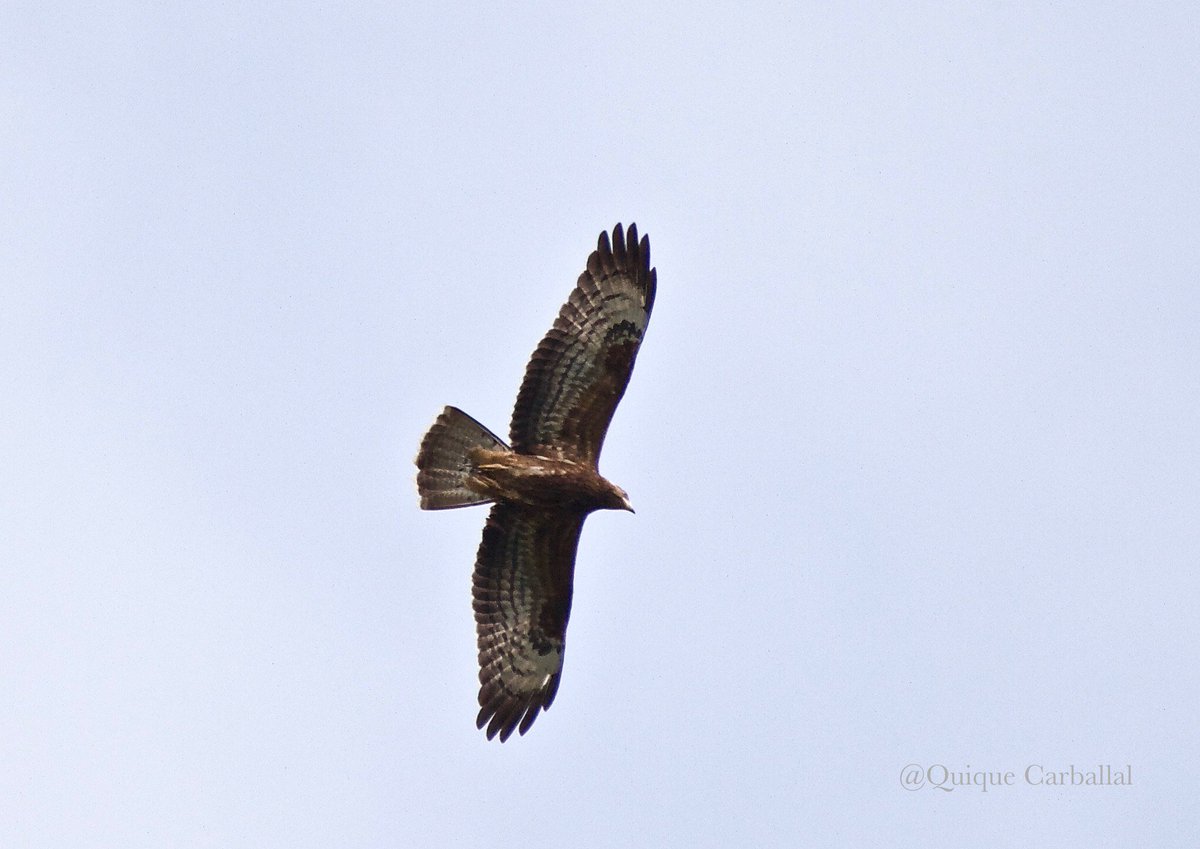 3.10.17 Pernis apivorus, jove migrant cap al sud
Ca L'Espinal #Barcelona #birds #aves #ocells #birdmigration #Raptorsbirds