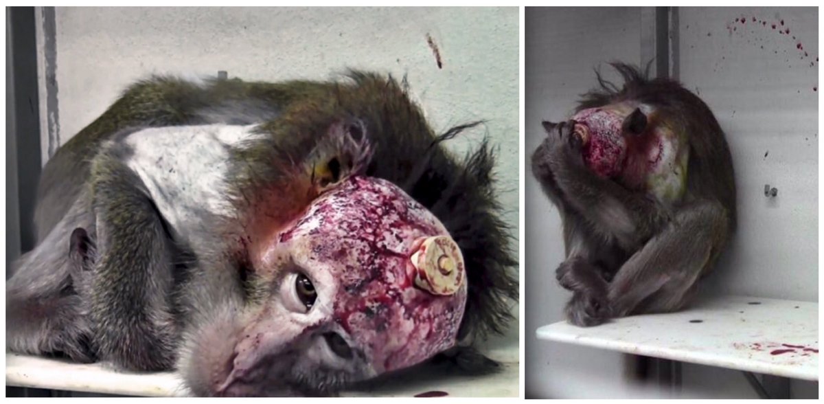 FBB_Officiel's tweet photo. #AirSouffrance Aujourd'hui encore, un millier de primates expérimentés en France, avec la complicité d'@AirFranceFR gros pourvoyeur d'animaux pour les labos... https://t.co/gzFpD6dnJF https://t.co/5Mg151ju9I