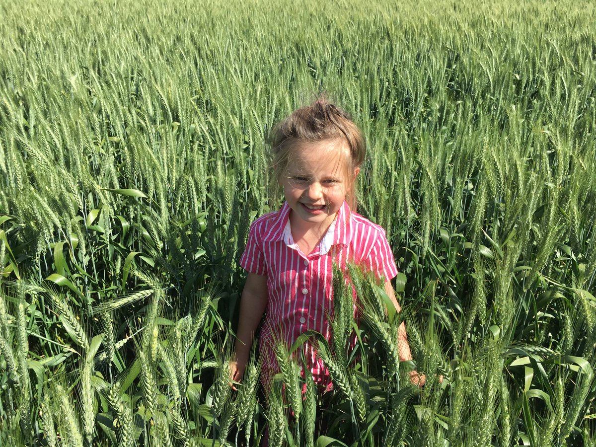 Trojan wheat in an area off the paddock that use to under preform but 3 t per ha chicken litter over 2 years did work