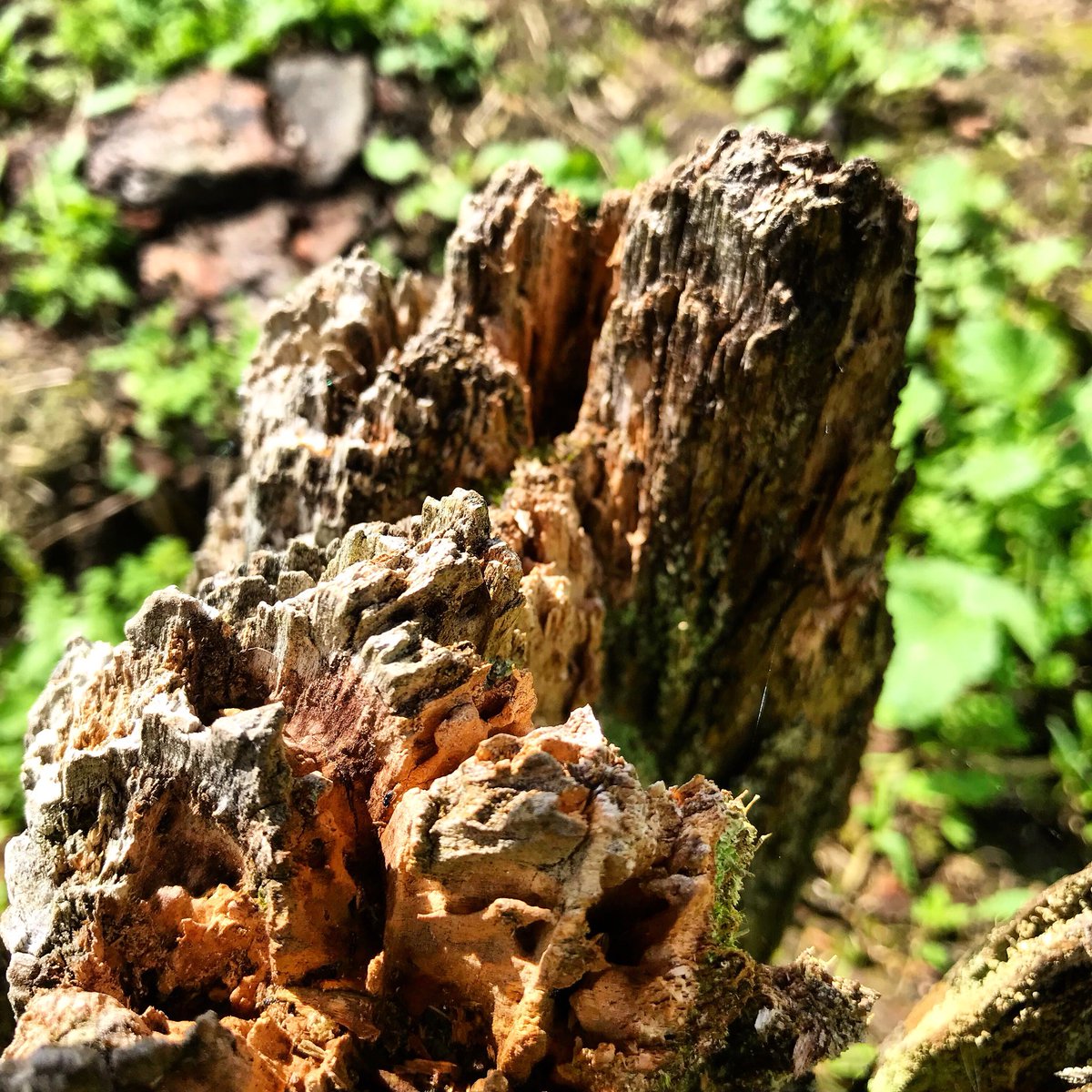 M (@sharkie_x) on Twitter photo ‘Oct 11 - Papatuanuku(Mother Earth)’.
Simple but detailed. A beautiful expression of Mother Earth. 🌿🌲🌾#MHAWNZ <a href="/mentalhealthnz/">Mental Health Foundation of New Zealand</a> ‘Oct 11 - Papatuanuku(Mother Earth)’.
Simple but detailed. A beautiful expression of Mother Earth. 🌿🌲🌾#MHAWNZ <a href="/mentalhealthnz/">Mental Health Foundation of New Zealand</a>