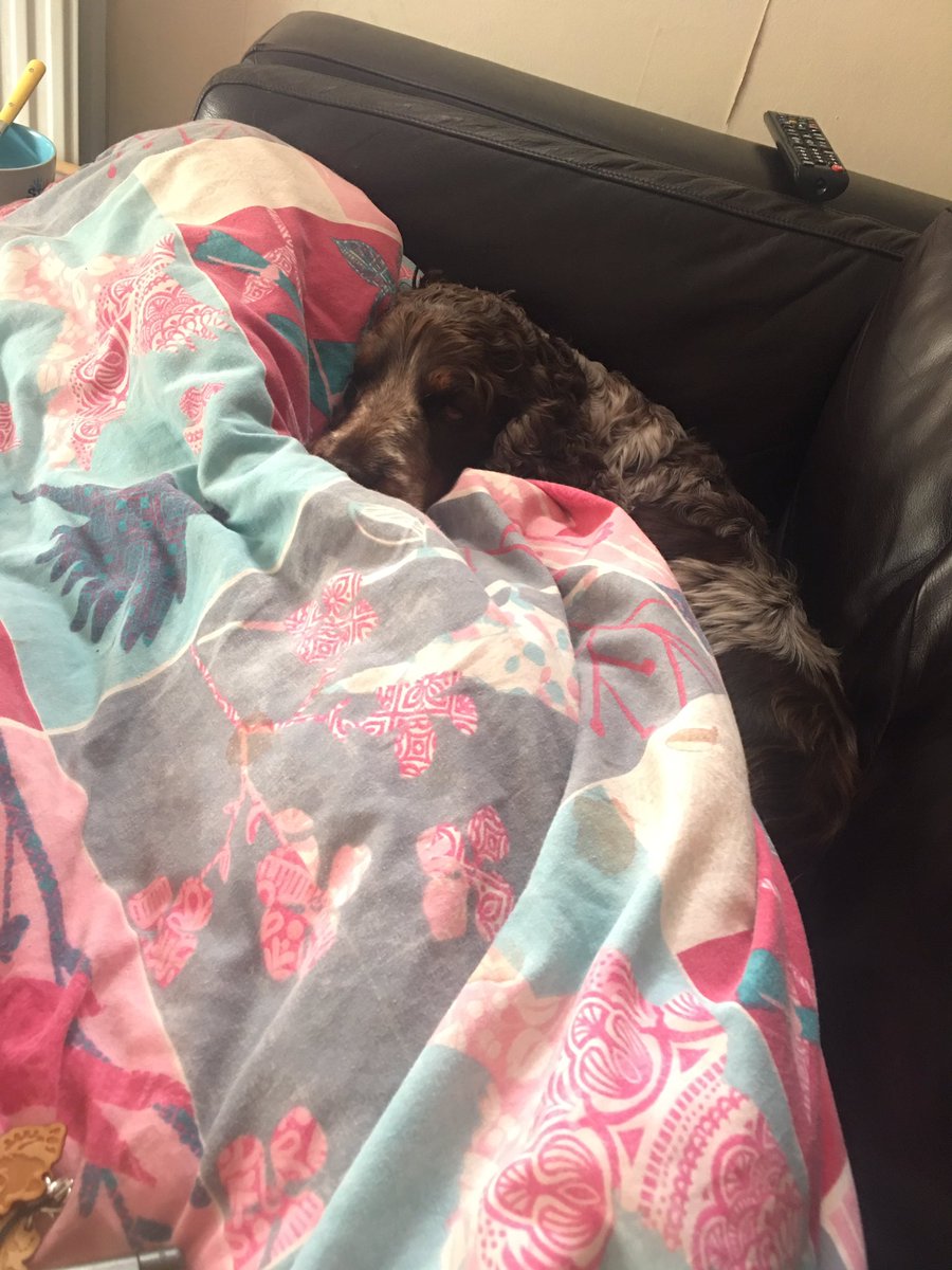 ChloeTier's tweet photo. It's really hard for me to show how I feel publicly, but I very suddenly lost my girl yesterday and my heart is broken. Never been this sad https://t.co/9ALZkLLeZD