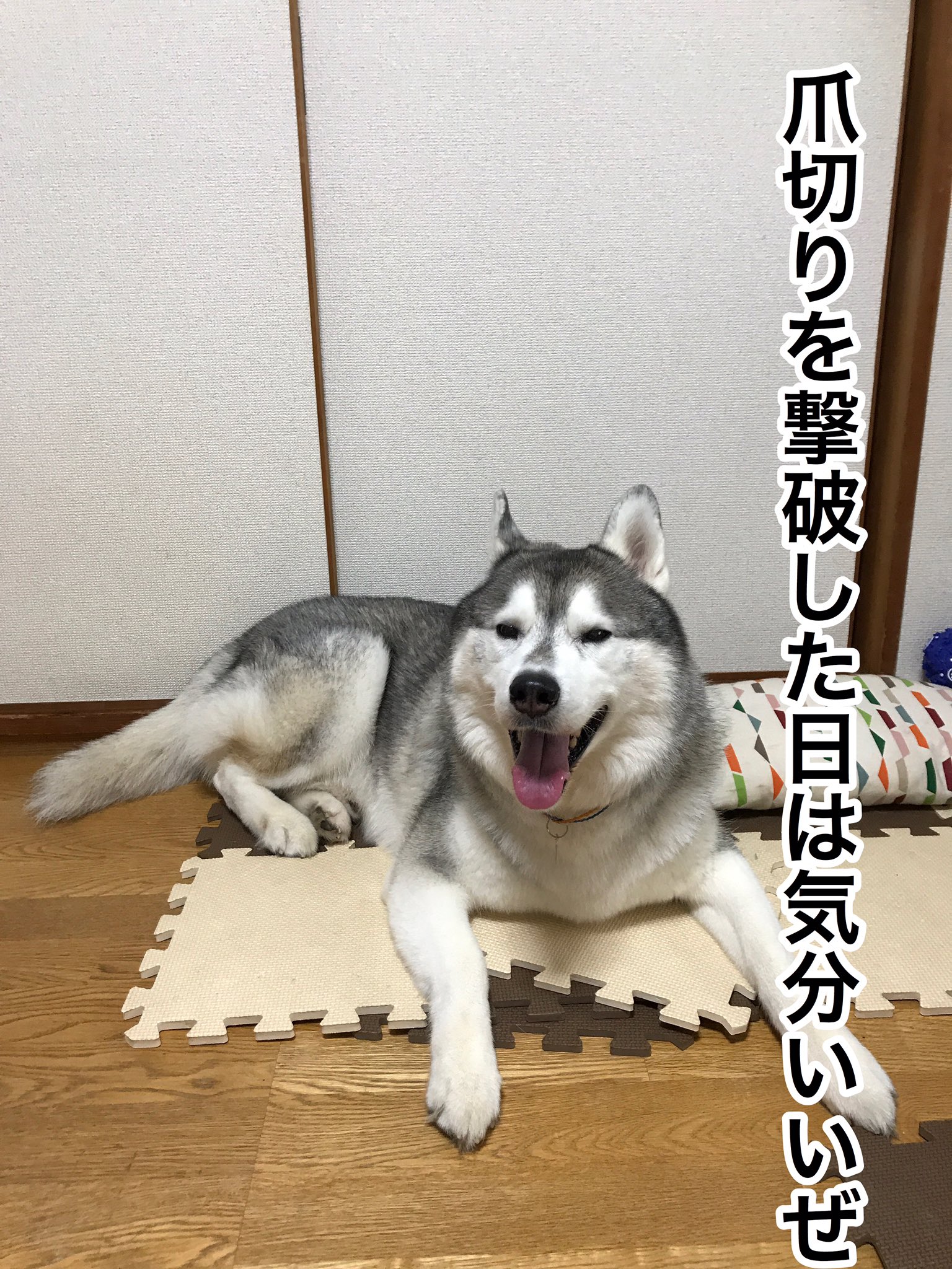 プピプピ文太 爪切り 諦めました 捕まえても生きのいいマグロのように暴れられ 噛まない代わりにどうだと顔をものすごい力で立て続けに殴られ続け 私が 体がミミズ腫れ だらけになって今回も思いました そうだ 獣医さんに頼もう プピプピ文太 爪切り 諦めました 捕まえても生きのいいマグロのように暴れられ 噛まない代わりにどうだと顔をものすごい力で立て続けに殴られ続け 私が 体がミミズ腫れ だらけになって今回も思いました そうだ 獣医さんに頼もう