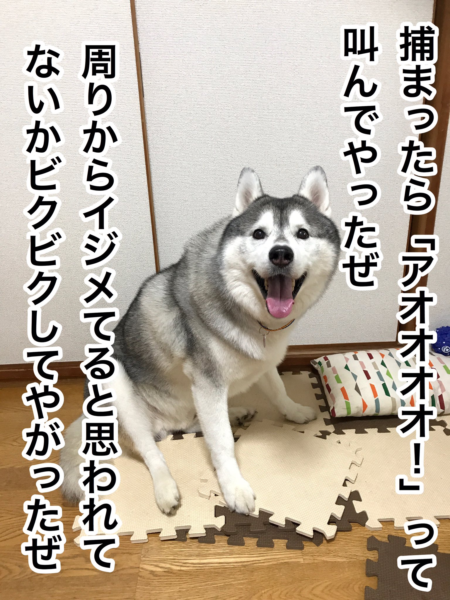 プピプピ文太 爪切り 諦めました 捕まえても生きのいいマグロのように暴れられ 噛まない代わりにどうだと顔をものすごい力で立て続けに殴られ続け 私が 体がミミズ腫れ だらけになって今回も思いました そうだ 獣医さんに頼もう