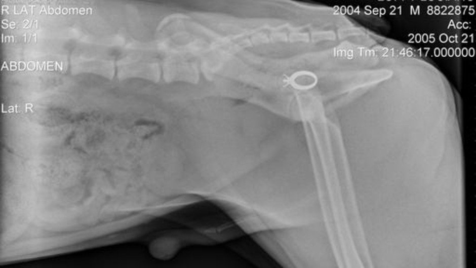 NatGeoGold's tweet photo. We showcase dogs that have swallowed astonishing things and what it took to save their lives in #MyDogAteWhat? #NatGeoGold https://t.co/PTDBYgboJt