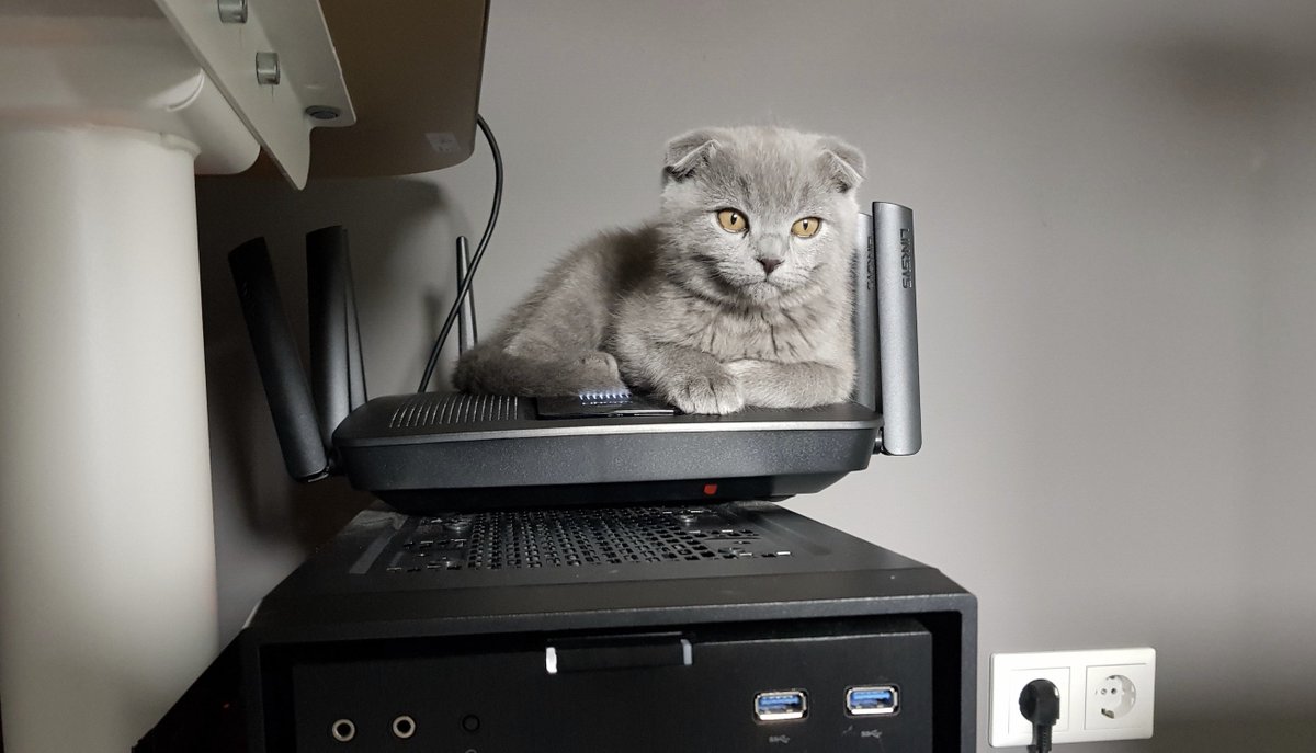 Cat's love the WiFi too