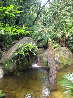 LydiaCLee's tweet photo. tSelf drive the Daintree https://t.co/PhAFkXFDij #Queensland #Australia #Rainfores https://t.co/DOmbKbznhM