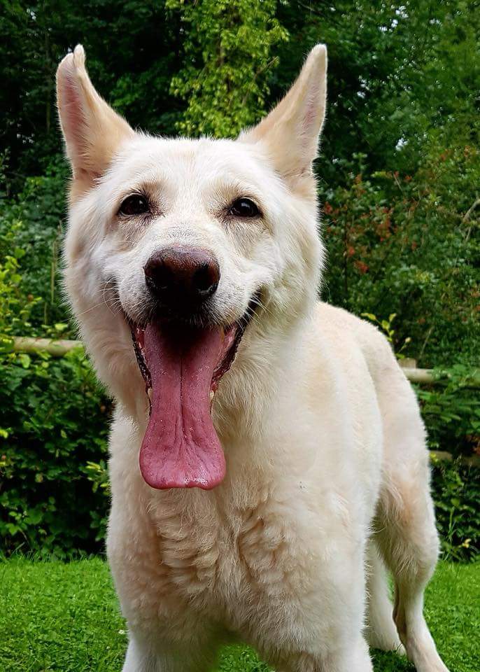 gsrescueelite's tweet photo. Get those #happydance shoes on 🕺 11yr old Summer has trotted off to her retirement home, be happy Summer 🐾❤ https://t.co/1uixoMM9RQ