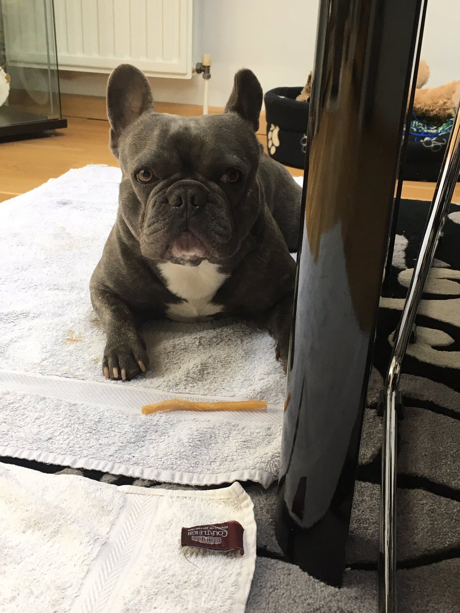 canine_to_five's tweet photo. Pet visit and walkies with lovely little Arthur 🐾🍁🍂
#dogwalker #onetoonewalks #petvisit #frenchbulldog #frenchie https://t.co/78OV3Xwx9s