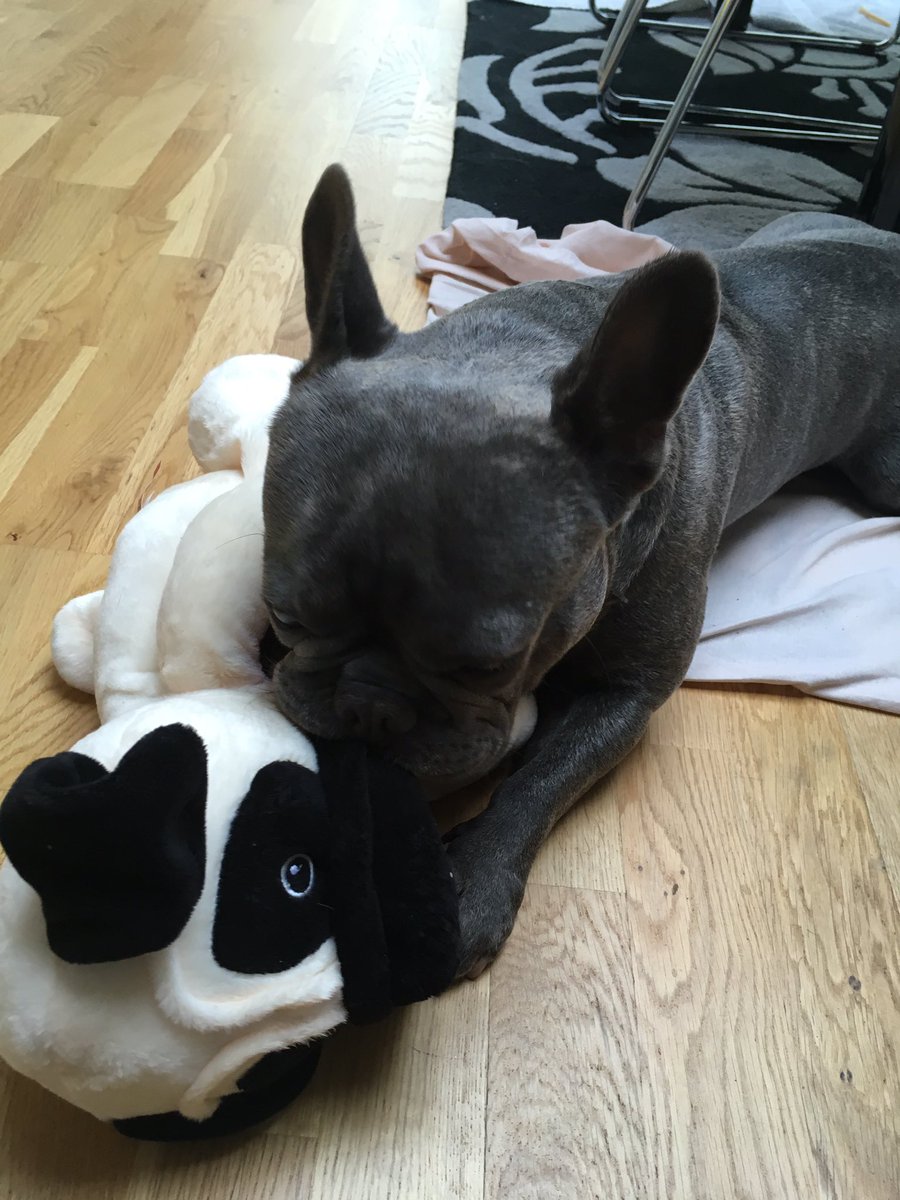 canine_to_five's tweet photo. Pet visit and walkies with lovely little Arthur 🐾🍁🍂
#dogwalker #onetoonewalks #petvisit #frenchbulldog #frenchie https://t.co/78OV3Xwx9s