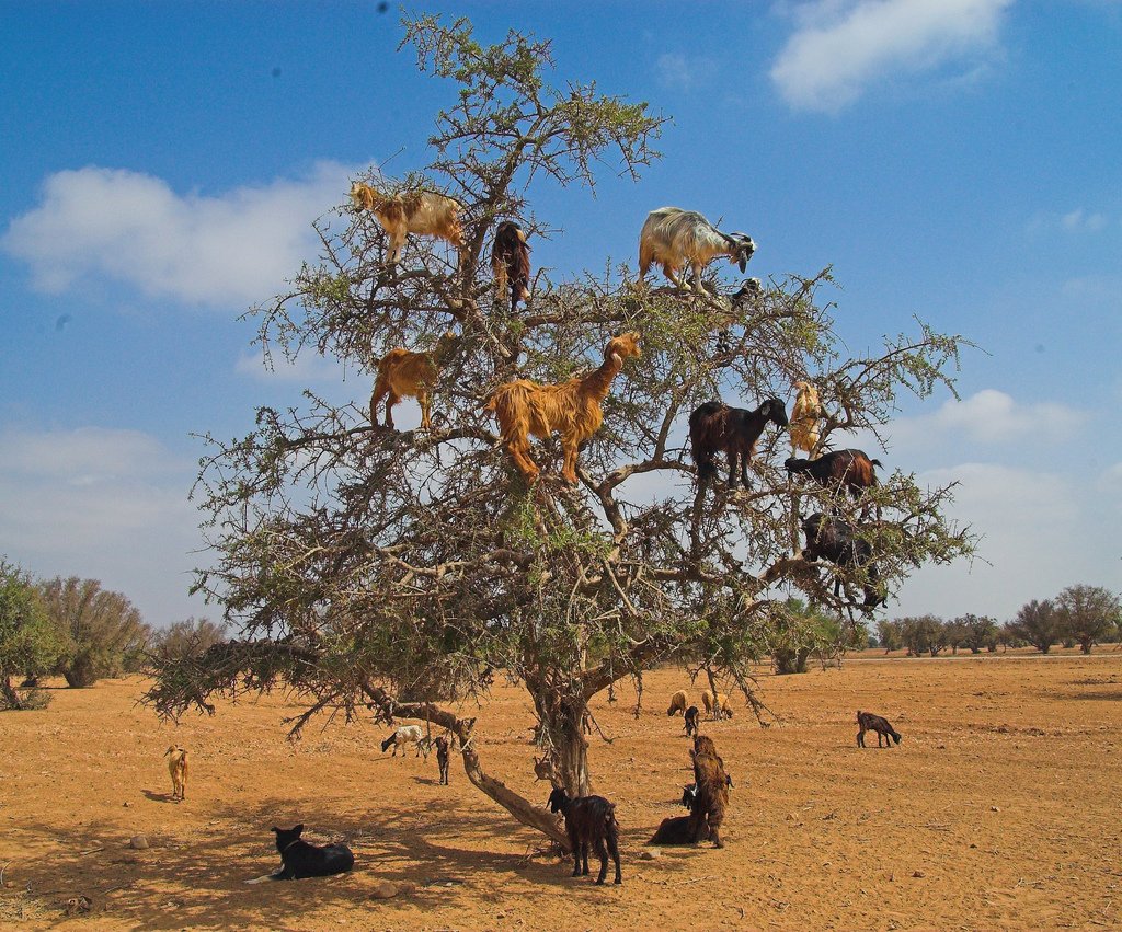 BrittanyHTalks's tweet photo. Screw tinsel this year, @TheDiceler I got your holiday tree right here! You're welcome. #goatgirl #goattree #GotYourGoats https://t.co/UM6ZjETMD4
