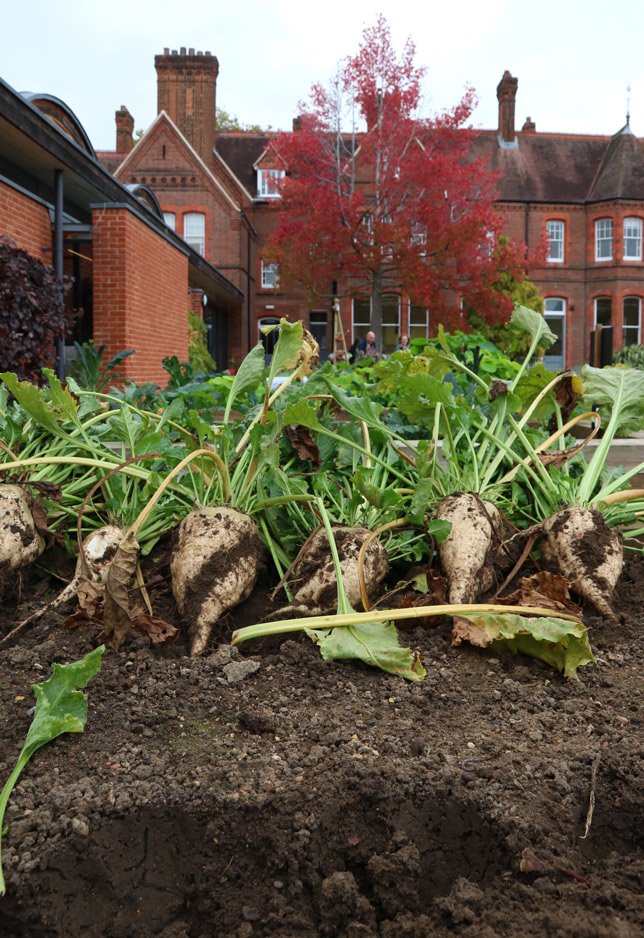 TheMERL's tweet photo. Our @UniRdg_MusVols harvested 41.3kg of sugar beet this morning!

Conditions in the box were monitored by the #rdguk @thethingsntwrk. https://t.co/7A0eteMdxe