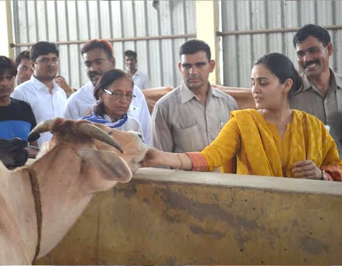 upbhaskar's tweet image. ग्राउंड रिपोर्ट: कान्हा उपवन में 6 महीने से आधे पेट खा रहे 2700 गोवंश, योगी के मंत्री पर बजट रोकने का आरोप bhaskar.com/news/UP-LUCK-g…