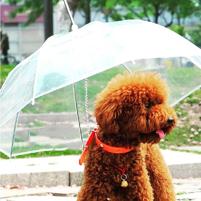 graboo3's tweet photo. Protect your pooch in the rain with this dog umbrella 🐶☔️
Clips onto the collar, lightweight &amp; durable. NOW ON SALE🌟https://t.co/RvLhYfiFpg https://t.co/027dO0DoSt