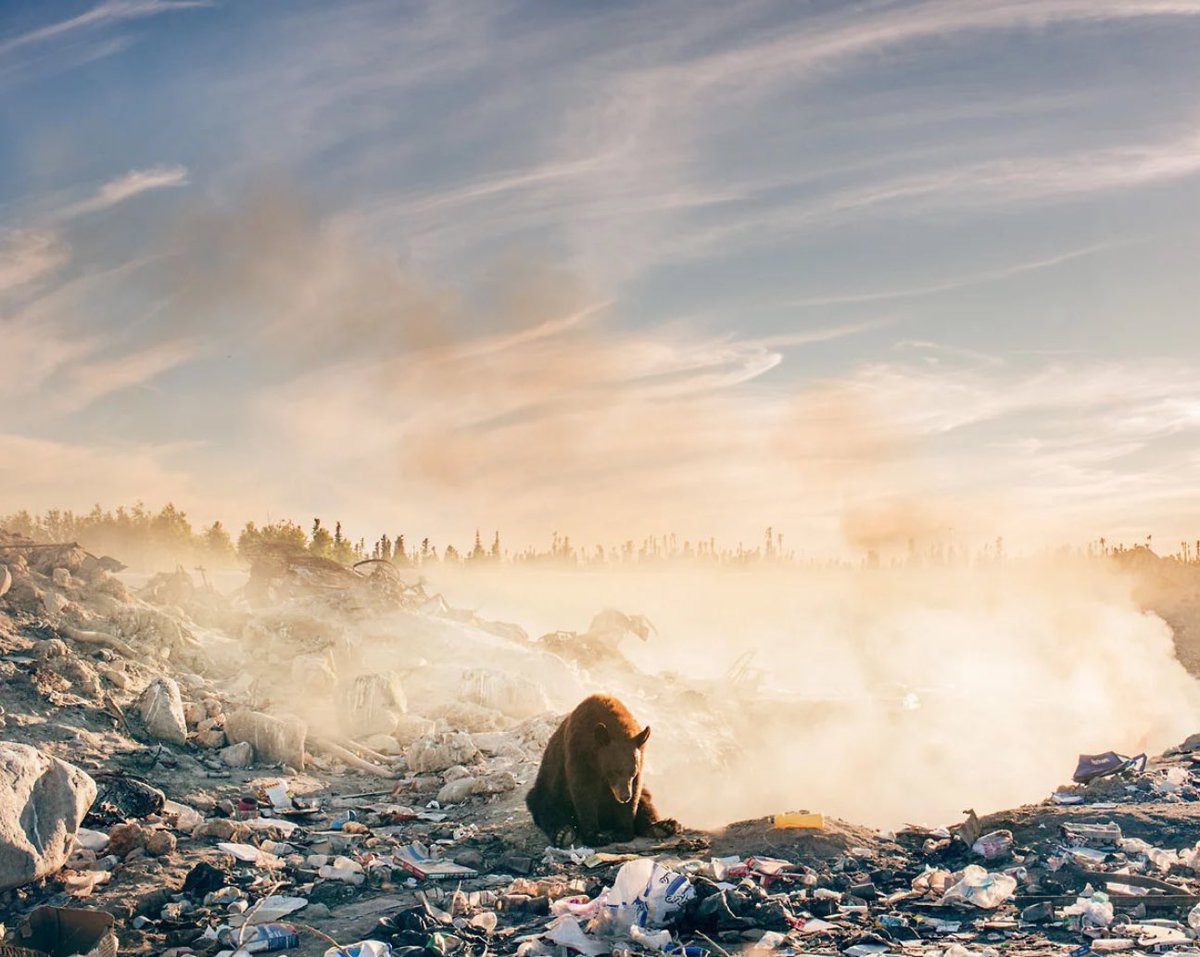 ididwhatnowcom's tweet photo. Such a powerful image by Troy Moth, incredible! #nature https://t.co/1iSG0Htxw2
