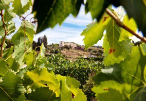 ericandreucarv2's tweet photo. VI+ Passejada amb @oriol_artigas i @bouquetdalella entre vinyes &amp; tast dels seus vins diumenge 15.10👉 https://t.co/uBvZDcdDt8 … #vimesdoalella https://t.co/QYv4f7EMZ5 @turismeDOAlella