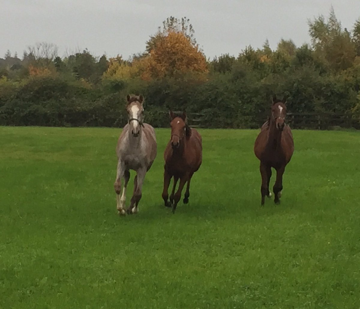 Aislingkinane's tweet photo. Foals in flight @castlefarmstud #foalprep @tatts_ireland @Tattersalls1766 @Goffs1866 https://t.co/hUtyWPWQ40