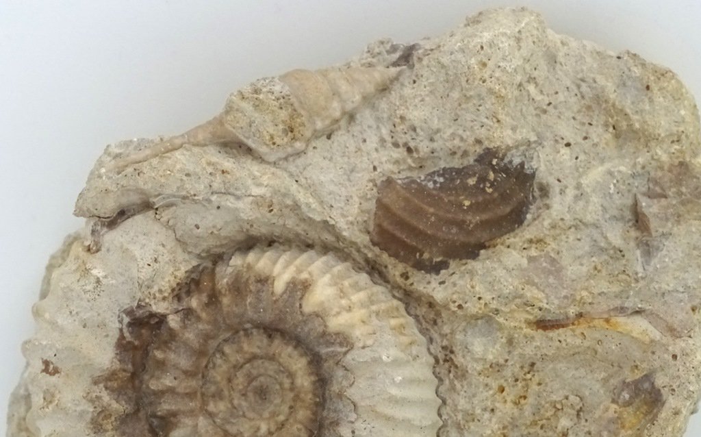 ForeshoreFossil's tweet image. Ammonite and Gastropod in Shell Saturated Matrix - Bajocian (Dorset) 0225:

foreshorefossils.com/product/ammoni…

#LoveFossils #MotherNature at her best!
