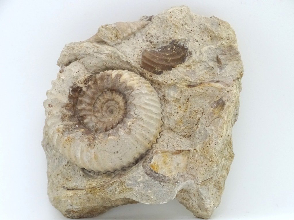 ForeshoreFossil's tweet image. Ammonite and Gastropod in Shell Saturated Matrix - Bajocian (Dorset) 0225:

foreshorefossils.com/product/ammoni…

#LoveFossils #MotherNature at her best!
