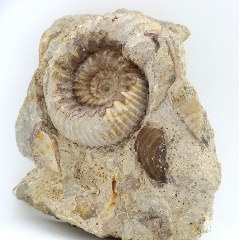 ForeshoreFossil's tweet image. Ammonite and Gastropod in Shell Saturated Matrix - Bajocian (Dorset) 0225:

foreshorefossils.com/product/ammoni…

#LoveFossils #MotherNature at her best!