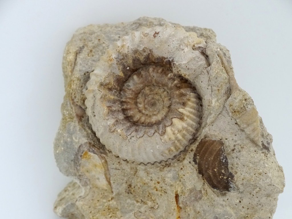 ForeshoreFossil's tweet image. Ammonite and Gastropod in Shell Saturated Matrix - Bajocian (Dorset) 0225:

foreshorefossils.com/product/ammoni…

#LoveFossils #MotherNature at her best!