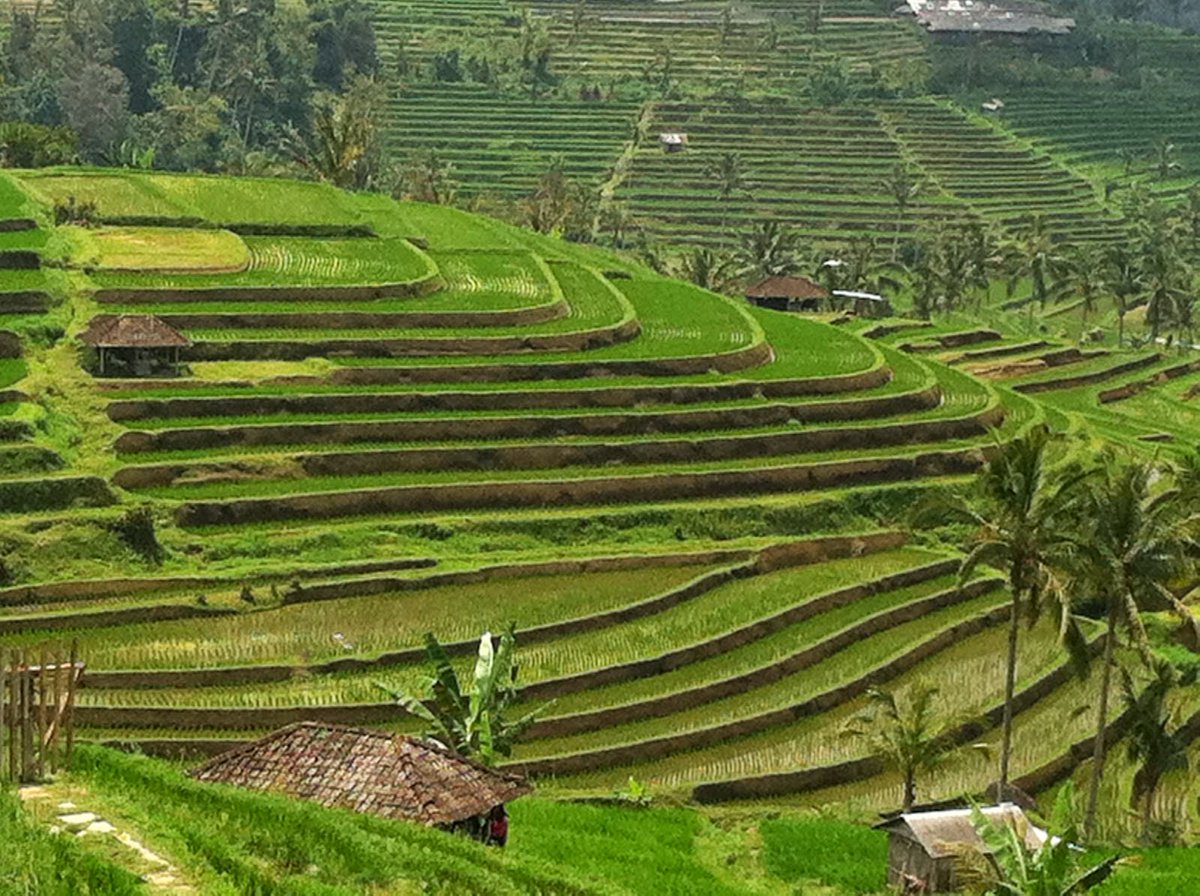 Asam Sunti On Twitter Bila Berkunjung Ke Ubud