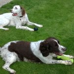 Photo by Three Counties Dogs (@3CountiesDogs)