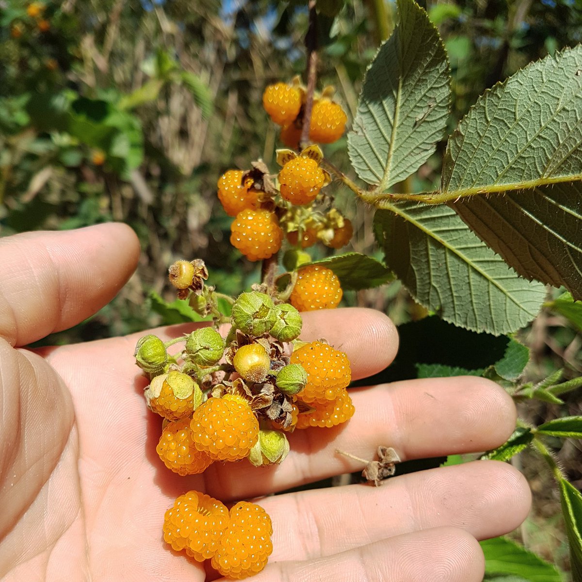 wildforageoz's tweet photo. Wild Raspberries from the Hinterland, amazing flavour and texture. Flavours true to source! https://t.co/PxOchuaQSe