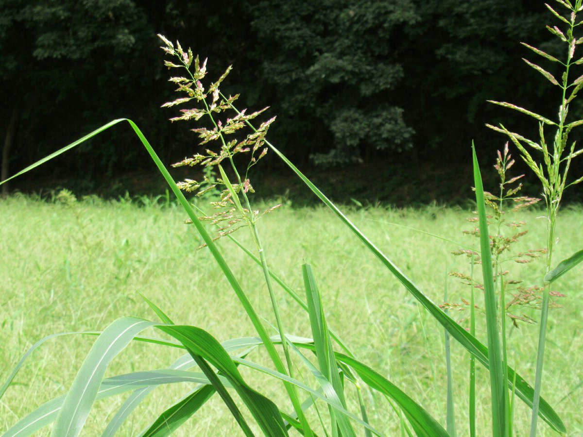 イネ 科 の 雑草 アレルギー