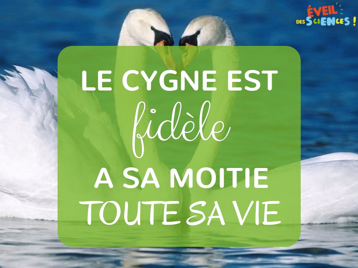 #EveilTonMercredi Les #cygnes sont des animaux #monogames, une fois leur partenaire trouvée, ils restent ensemble toute leur vie