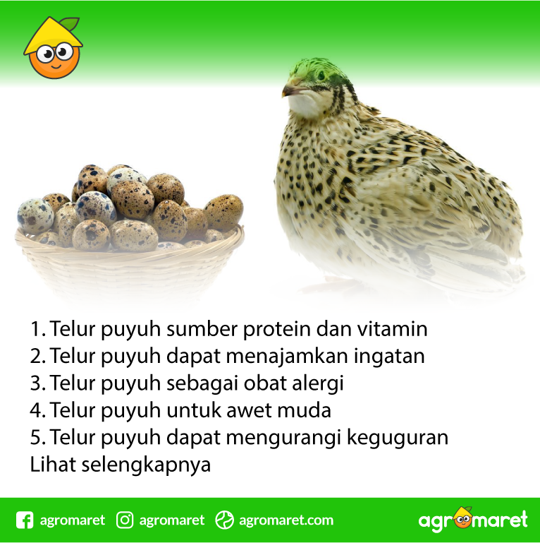 Agromaret Sur Twitter Simak 10 Manfaat Telur Puyuh Bagi Kesehatan Tubuh Kita Penjelasan Lengkapnya Https T Co Unhnbwhiwt Indonesia Kesehatan Tubuh Bergizi Https T Co Kclwahlla2 Twitter