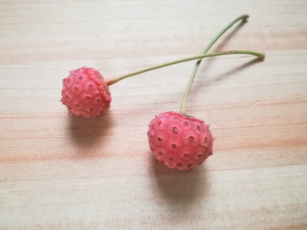 秋の木の実 Twitter Search Twitter