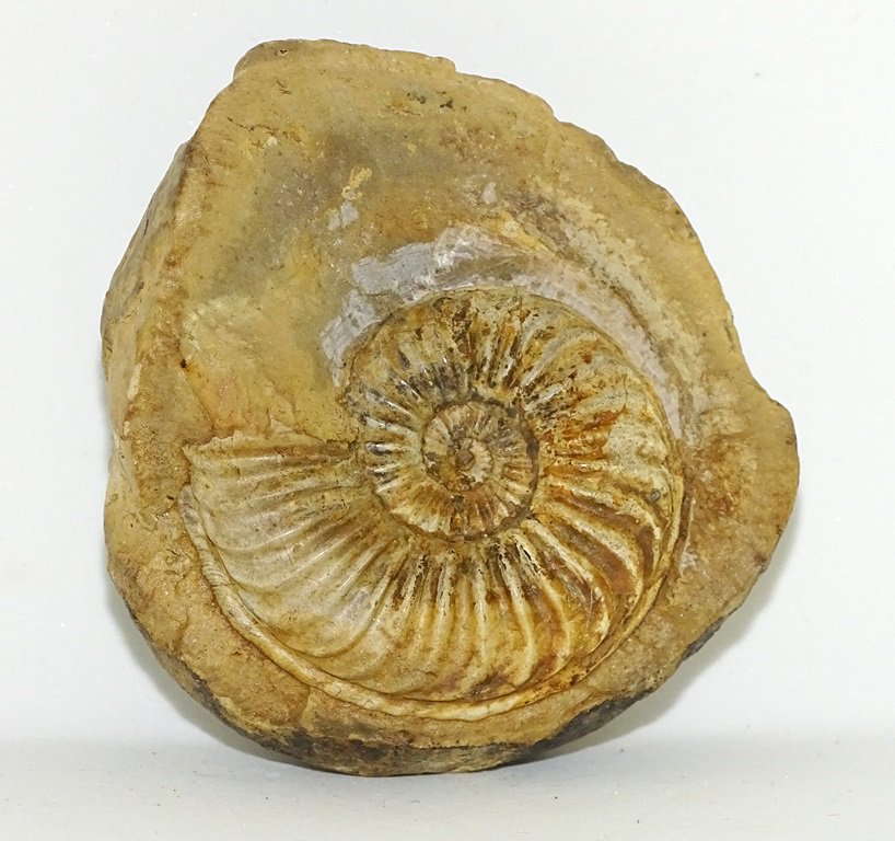 ForeshoreFossil's tweet image. Beautifully Defined  Pleuroceras Ammonite in Nodule (Germany) 0227:
foreshorefossils.com/product/pleuro…

#LoveFossils &amp;amp; Love #MotherNature at her best
