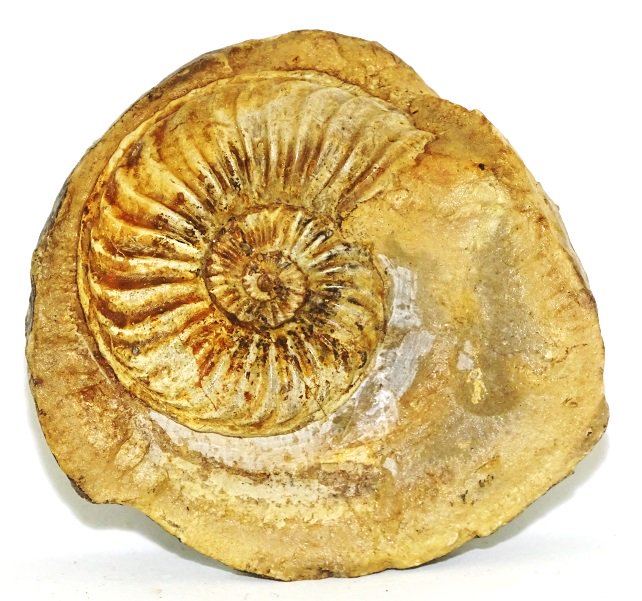 ForeshoreFossil's tweet image. Beautifully Defined  Pleuroceras Ammonite in Nodule (Germany) 0227:
foreshorefossils.com/product/pleuro…

#LoveFossils &amp;amp; Love #MotherNature at her best
